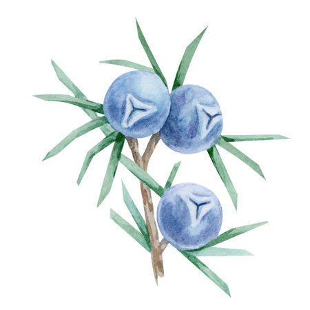 Branch with blue juniper berries and pointed green leaves in watercolor illustration, hand drawn...