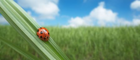 ladybird on a grassの写真素材