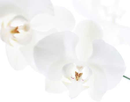 white orchid with swallow depth of fieldの写真素材