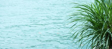 plant by the seaside, water texture backgroundの写真素材