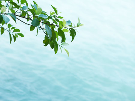 leaf by the sea, water texture backgroundの写真素材