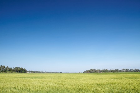 paddy field and blue sky, outdoors shootの写真素材