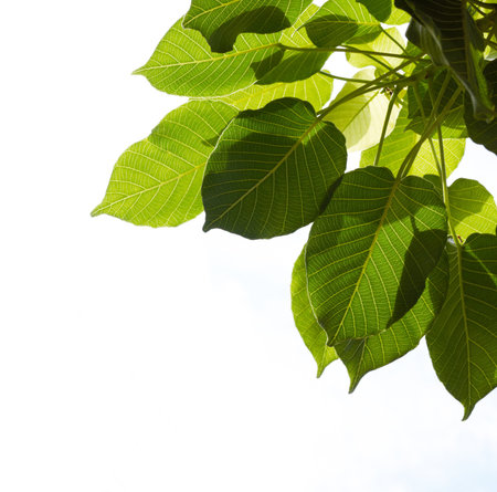 lots of green leaves, isolated, copy space