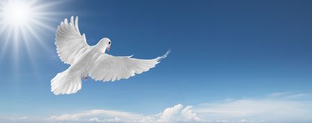 white dove flying on clear blue skyの写真素材