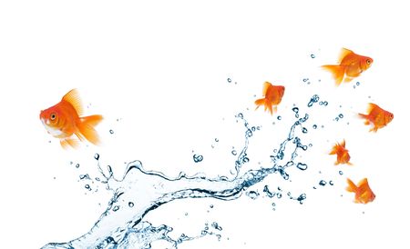 goldfish going separate way, different from othersの写真素材