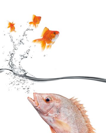 goldfish jumping away to prevent eaten by the big fishの写真素材