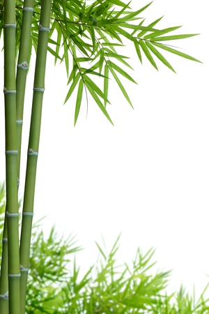 bamboo with leaves on white with copy spaceの写真素材