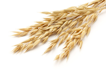 oat cereal grain  avena  isolated on white background