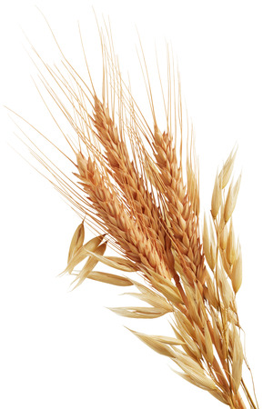 oat plants and wheat ears isolated on whiteの写真素材