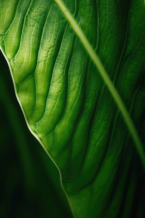 Close up of green leaf texture. Abstract nature background for design.の素材