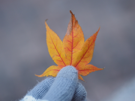 Autumn Yellow leafの写真素材
