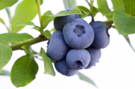 Blueberryの写真素材