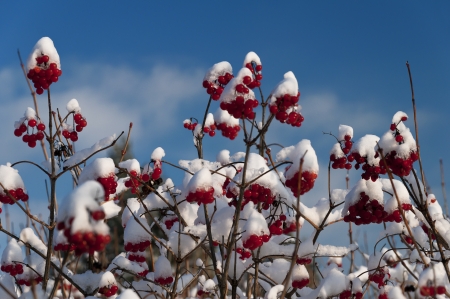 First snowの写真素材