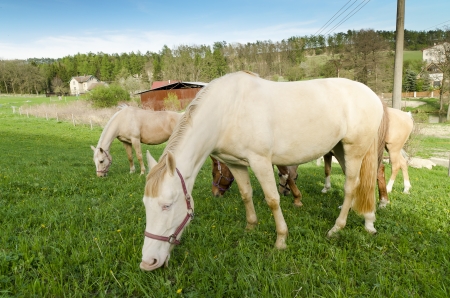 Beautiful white horses on pastureの写真素材