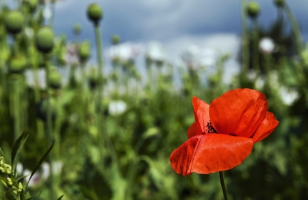 Poppy flower in poppy fieldの写真素材
