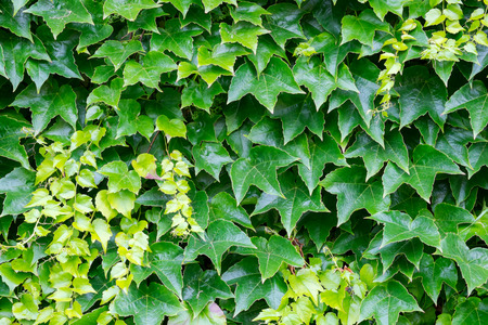 Background of green leavesの写真素材