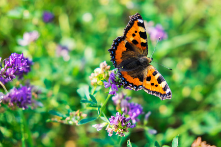 Butterfly on a flowerの写真素材