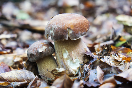 Close up photo of a boletus edulis in the forestの写真素材