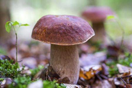Close up photo of a boletus edulis in the forestの写真素材