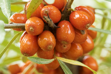 Close up photo of a ripe and fresh Sea buckthorn on a twigの写真素材