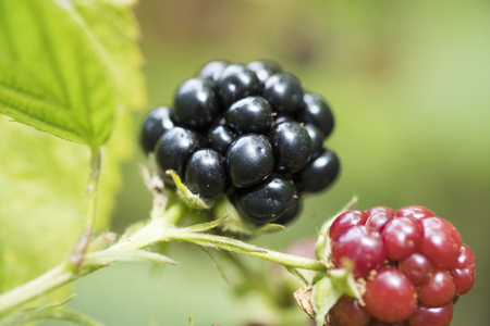 Close up photo of ripe and fresh blackberries on a twigの写真素材