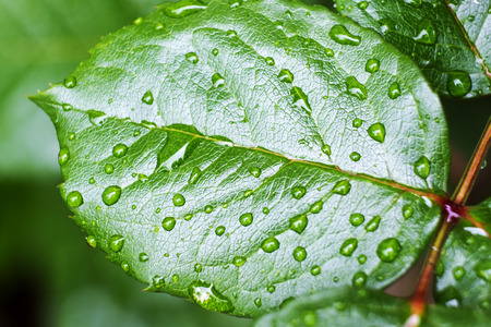 Close up of a green leaf with dew dropsの写真素材