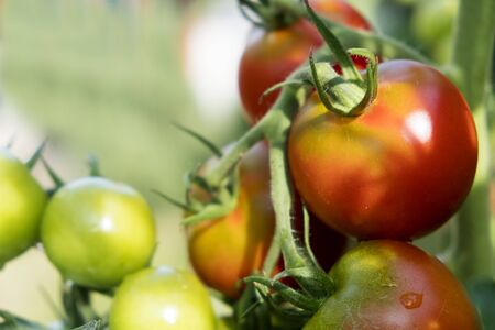 Ripening tomatoesの写真素材