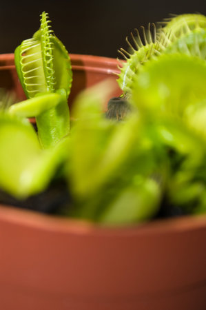 Venus Fly Trap