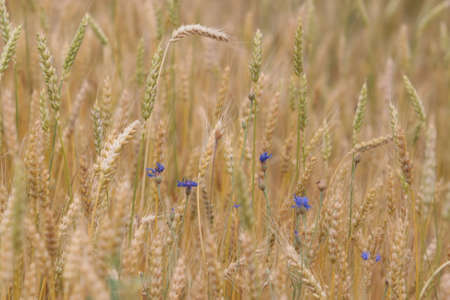 Cornflowers and wheat on the fieldの写真素材
