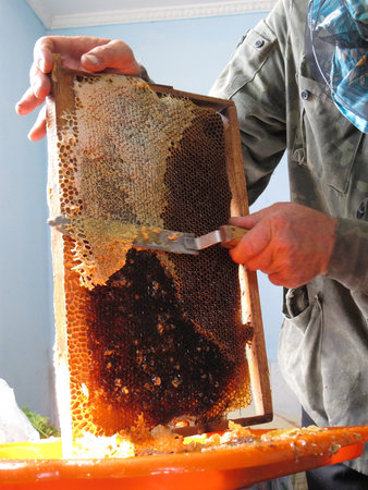 Frame with honey