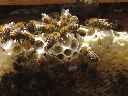 Bees on honeycombs
