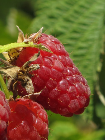 Ripe raspberry