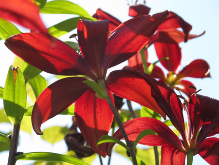 Red liliesの写真素材