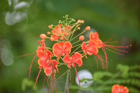 Caesalpinia close up red and yellow flowers with green leaves on a sunny dayの写真素材