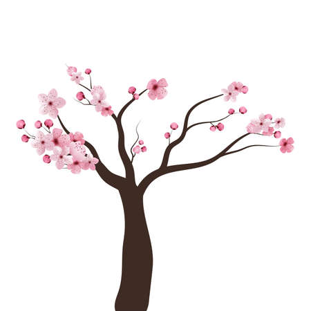 Full bloom pink sakura tree Cherry blossom black wood isolated on white, flower branch backdrop, flora bush banner vintage frame. Pastel sweet spring floral wallpaper.の写真素材