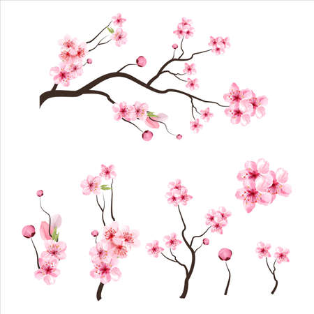 branch tree vector illustration summer clipart autumn clipart nature forest, Background cherry blossom spring flower Japan,  Branch of blooming sakura with flowers, cherry blossomの写真素材