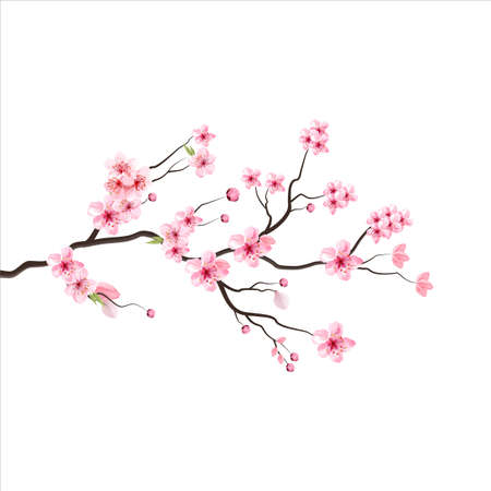 branch tree vector illustration summer clipart autumn clipart nature forest, Background cherry blossom spring flower Japan,  Branch of blooming sakura with flowers, cherry blossomの写真素材