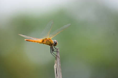 Dragonfly sitting on a stick, Red dragonfly sitting on dry tree stick, Dragonfly sitting on stick in warm summer sunshineの写真素材