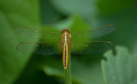 Dragonfly sitting on a stick, Red dragonfly sitting on dry tree stick, Dragonfly sitting on stick in warm summer sunshineの写真素材