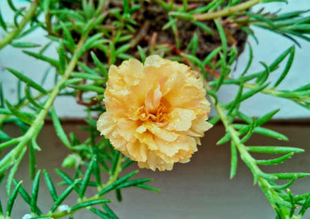 Beautiful light yellow portulaca flower on green grass close-up shot. Blooming portulaca flower. Summer blossom. Lovely light yellow rose flower in a garden in summertime. Grass flower glowing image.の写真素材