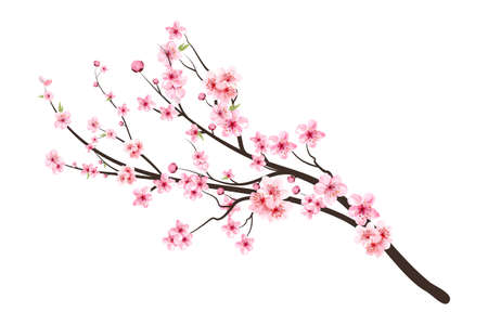 Pink sakura flower background. Watercolor cherry bud. Cherry blossom flower blooming vector. Sakura on white background. Watercolor cherry blossom vector. Cherry blossom branch with sakura flower.の写真素材