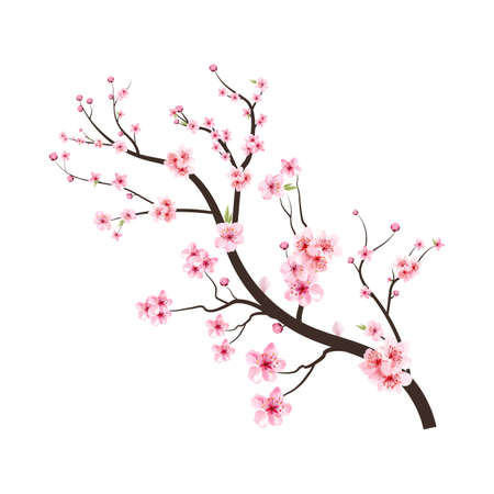 Sakura on white background. Cherry blossom flower blooming vector. Watercolor cherry bud. Cherry blossom tree branch with sakura flower. Pink sakura flower background. Watercolor cherry blossom.の写真素材