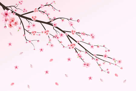 Cherry blossom with watercolor Sakura flower. Cherry blossom leaves falling. Realistic sakura branch vector. Japanese Cherry blossom vector. Pink Sakura flower falling. Cherry branch with Sakura.の写真素材