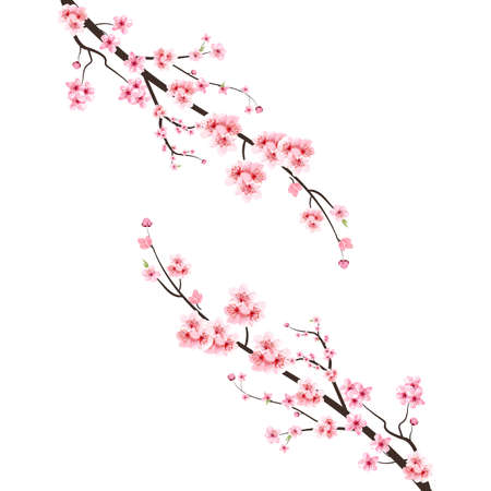 Cherry blossom with watercolor Sakura flower. Japanese Cherry blossom vector. Cherry blossom branch with pink Sakura. Watercolor cherry flower illustration. Sakura flower branch vector.の写真素材