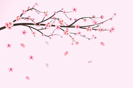 Japanese Cherry blossom vector. Cherry blossom leaves falling. Realistic cherry blossom branch. Pink Sakura flower falling. Sakura branch with pink watercolor flower. Watercolor cherry flower vectorの写真素材