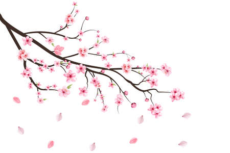 Cherry blossom branch with blooming Sakura. Realistic watercolor cherry flower. Cherry blossom leaves falling. Cherry branch with sakura. Pink Sakura leaf falling. Sakura flower branch illustration.の写真素材