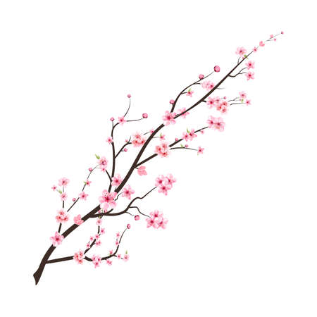 Realistic Cherry blossom branch. Japanese Cherry blossom vector. Cherry blossom with watercolor blooming Sakura flower. Pink sakura flower branch illustration. Watercolor cherry flower vector.の写真素材