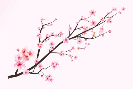 Cherry blossom with watercolor blooming Sakura flower. Japanese Cherry blossom vector. Realistic watercolor cherry blossom vector. Sakura branch with watercolor flower. Watercolor cherry flower.の写真素材
