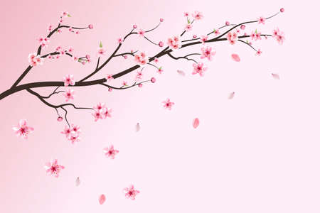 Realistic cherry blossom branch. Pink Sakura flower falling. Sakura with blooming watercolor flower. Cherry blossom leaves falling. Japanese Cherry blossom vector. Watercolor cherry flower vector.の写真素材