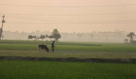 Man with a cow on a greenfield dawn time photography. A man riding a cattle in a rural area. Green paddy field at dawn or evening time with cattle riding by a farmer. Village view with dense fog.の写真素材